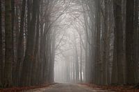 Afternoon Fog