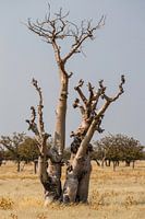 Etosha sprookjesbos