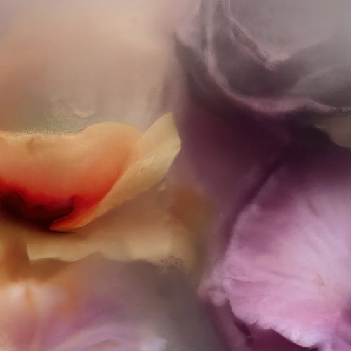 Flowers in ice cream, sensual by Carla Van Iersel