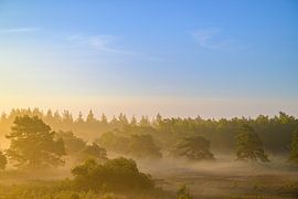 Sunrise over a heather landscape by Sjoerd van der Wal Photography