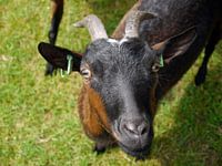 Neugierige Ziege