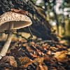 Paddenstoel in het Speulderbos. van rosstek ®