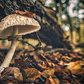 Paddenstoel in het Speulderbos. van rosstek ®