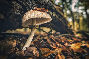 Paddenstoel in het Speulderbos. van rosstek ®