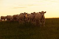 Kühe in der Abendsonne