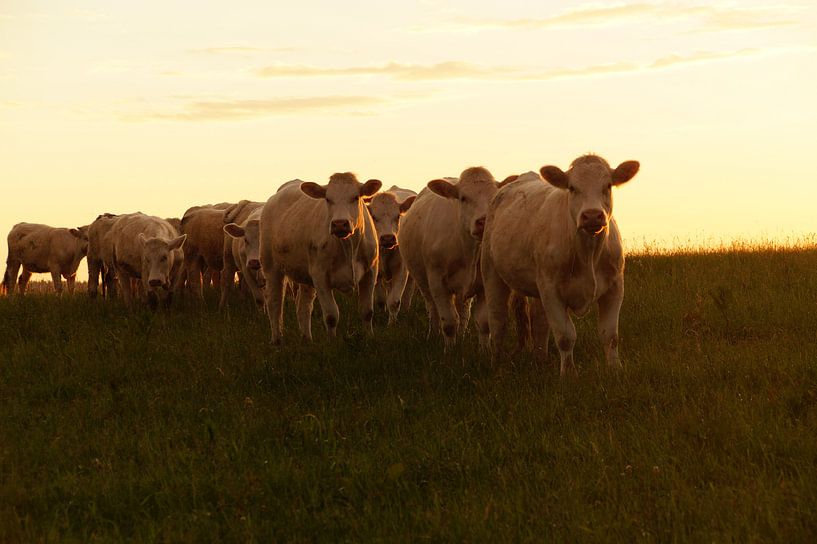 koeien in de avondzon van wil spijker