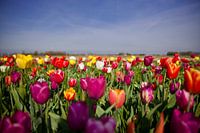 Cheerful tulip field