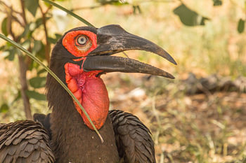 Southern Ground hornbill