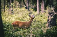 Ree genießt im Wald