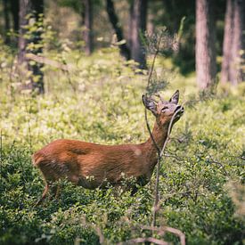 Ree genießt im Wald von Ben Hoedt