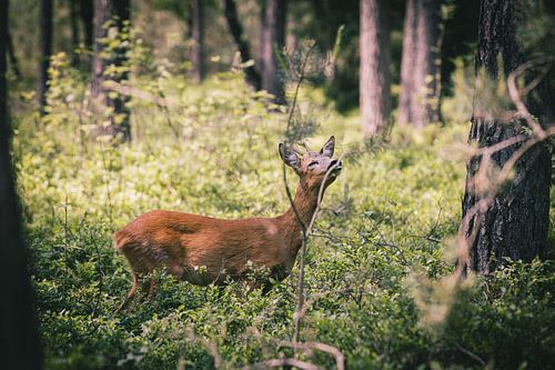 Ree s'amuse dans la forêt