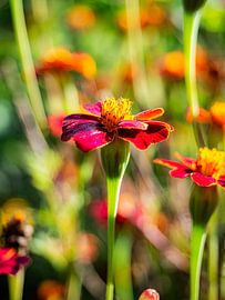 Macro 1 by Jan Enthoven Fotografie