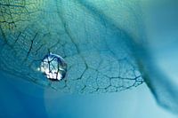 Macro - Fragile