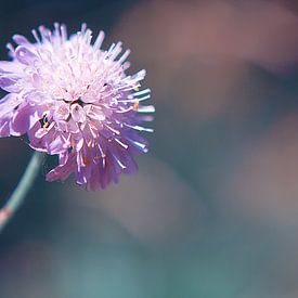 Pretty, Purple & Pastel Flower by Jelte Bosma