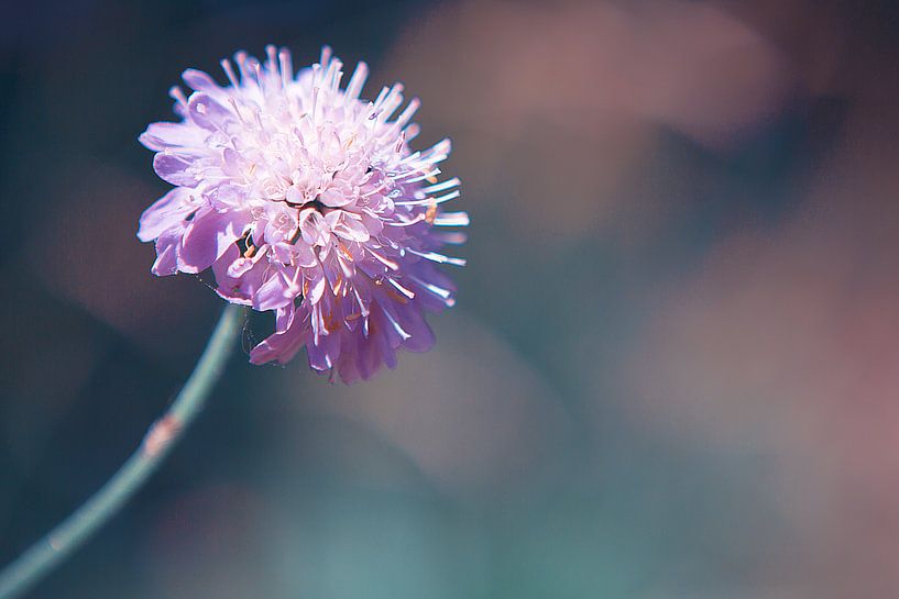 Pretty, Purple &amp; Pastellblume von Jelte Bosma