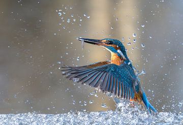 Gotcha! Een ijsvogel vrouwtje met een gevangen vis! van Robert Kok