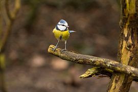 Blaumeise von André Dorst