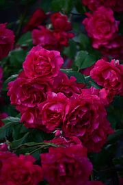 Roses en fleurs, d'un magenta profond sur Bambi Lu