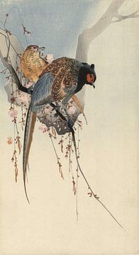 Pheasant flock and plum blossom, Ohara Koson - ca. 1900