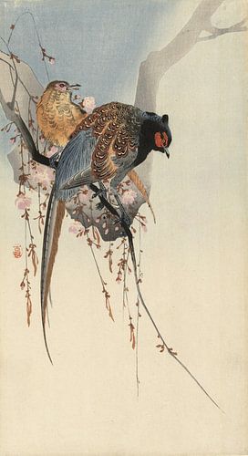 Fasanenherde und Pflaumenblüte, Ohara Koson - ca. 1900