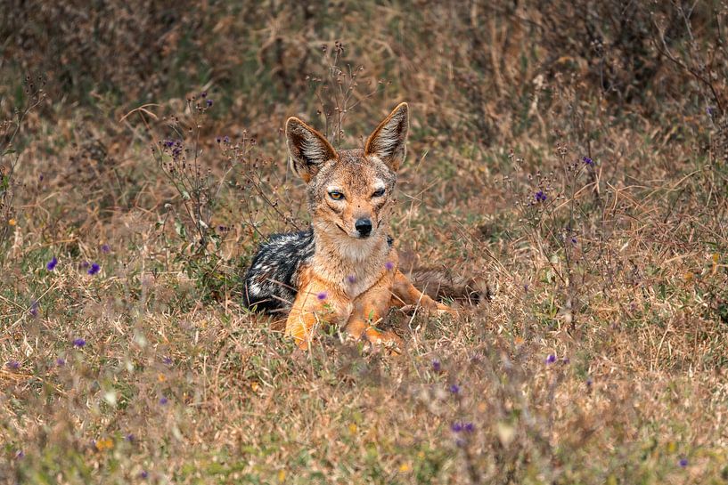 Chacal à dos noir reposant dans l’herbe – Cratère du Ngorongoro, Tanzanie par RobinV