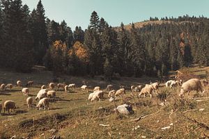 Moutons en train de paître dans les collines et les montagnes de Rogove, Kosova