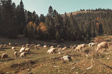 Grazende schapen in de heuvels en bergen van Rogove, Kosova van Besa Art