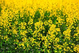 Rape field in mei van Thomas Jäger