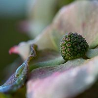 Japanese Dogwood, Cornus