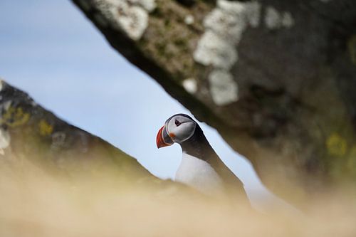 Papegaaiduiker op Grimsey