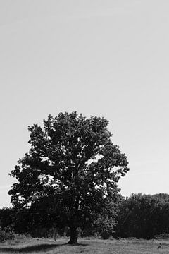 Eenzame boom van Foto Nynke