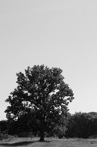 Lonely tree