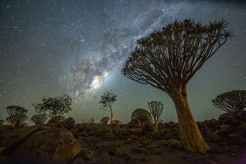 Magisch sterrenlicht boven het kokerbomenbos
