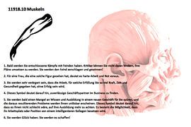 Muscles 11918.10