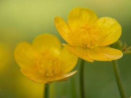 boterbloempjes van Evelien Brouwer