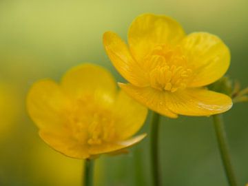 buttercups by Evelien Brouwer