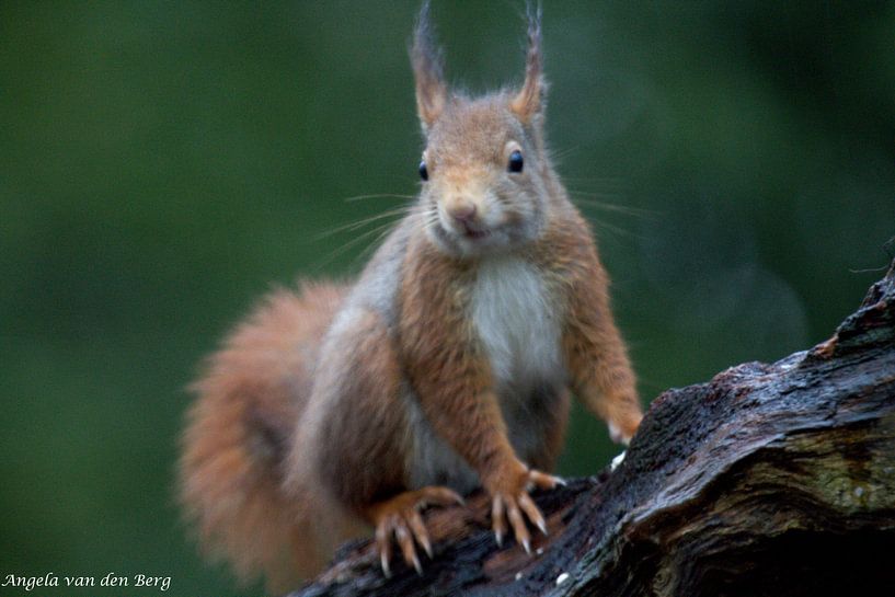 The Squirrel by Angela van den Berg