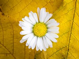 Daisy among yellow autumn leaves by Esmée Fotografeert