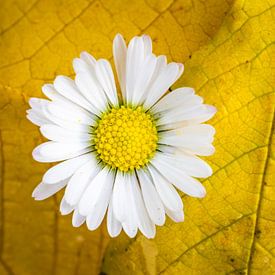 Daisy among yellow autumn leaves by Esmée Fotografeert