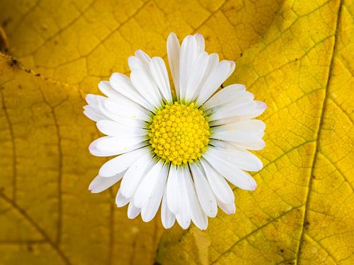 Madeliefje tussen gele herfstbladeren van Esmée Fotografeert