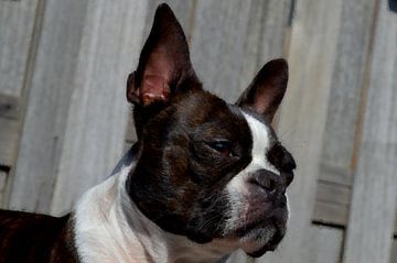 Abstraktes Boston Terrier-Porträt - Schlanker Look mit Wasserpixel-Effekt von Dlanor