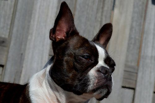 Abstraktes Boston Terrier-Porträt - Schlanker Look mit Wasserpixel-Effekt