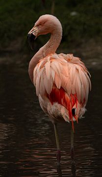 Chilean flamingo. by Wouter Van der Zwan
