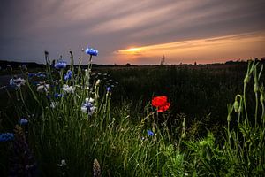 Veldbloemen bij zonsondergang in het veld