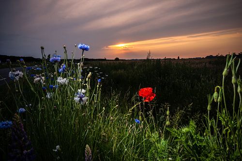 Field flowers at sunset in the field
