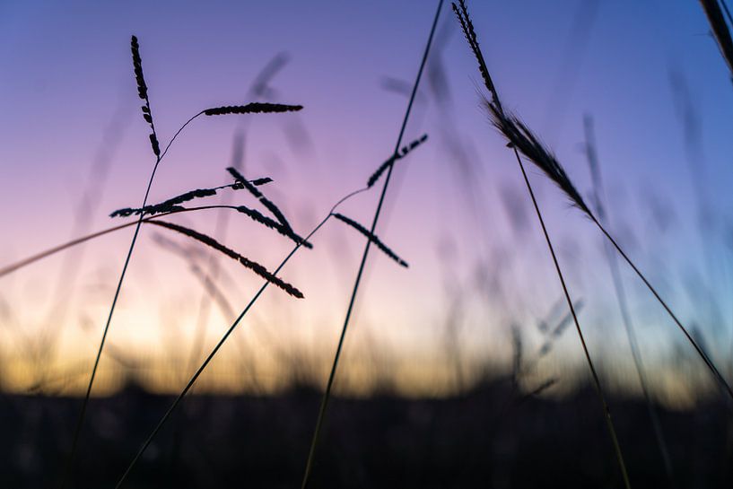 sundowner by celine bg