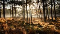 Herfstkleuren in de ochtendzon met nevel