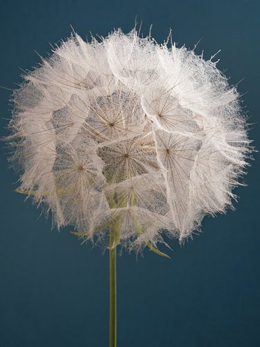 Morgenster met petrol kleurige achtergrond
