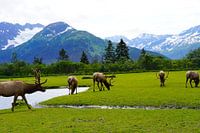 Moose in Alaska