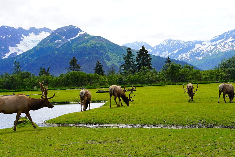 Moose in Alaska by Alexandra Papst